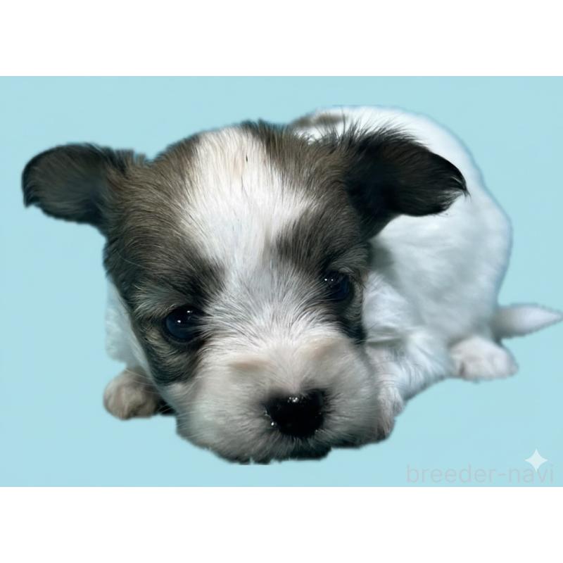 販売中の兵庫県のミックス犬-411026