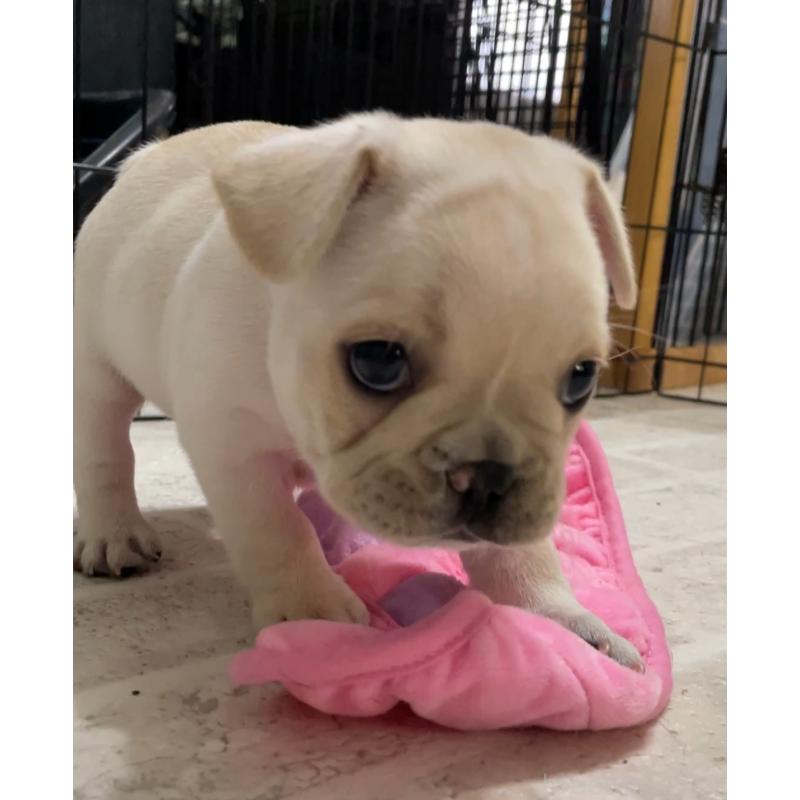 成約済の山口県のフレンチブルドッグ-408568の2枚目