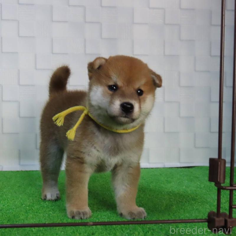 販売中の大阪府の柴犬-411034の8枚目