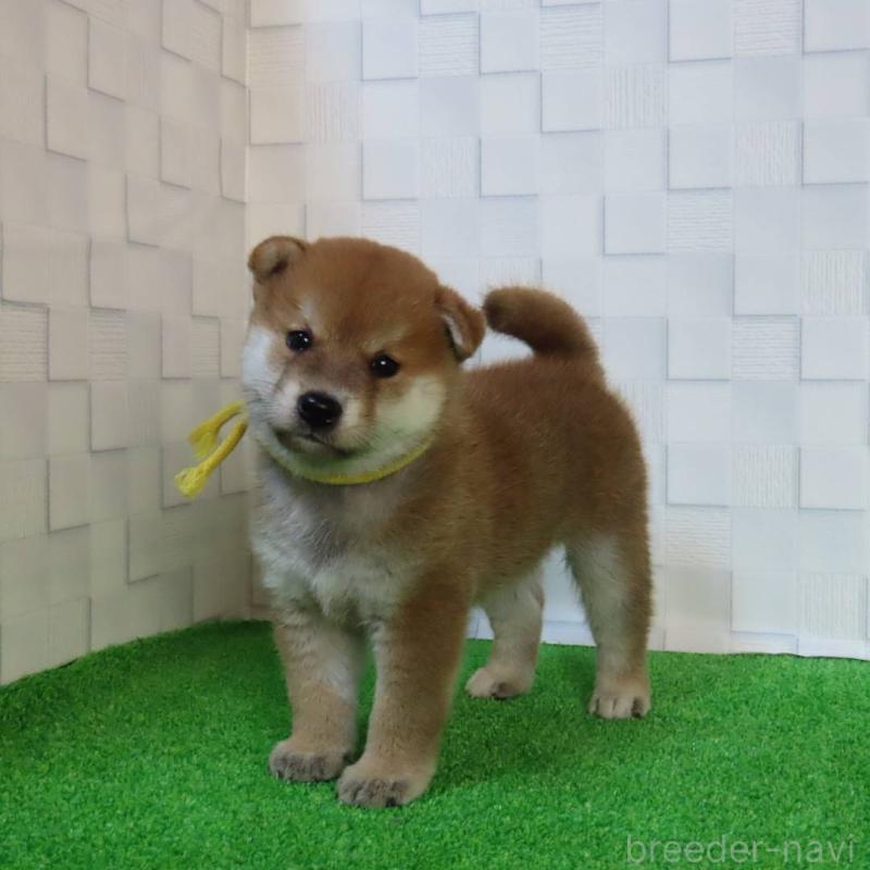 販売中の大阪府の柴犬-411034の7枚目