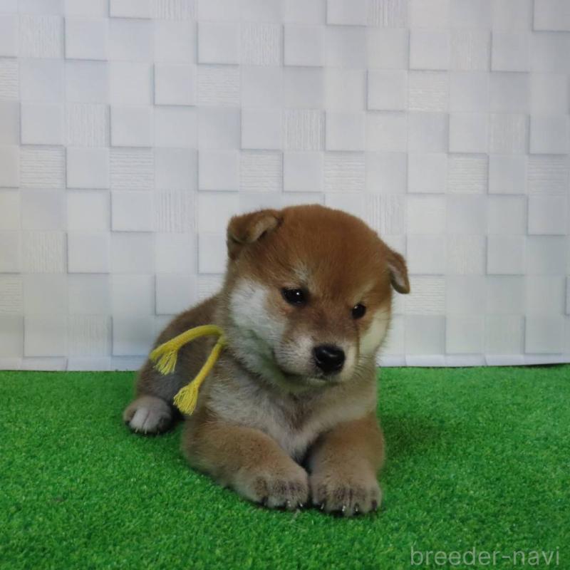 販売中の大阪府の柴犬-411034の6枚目