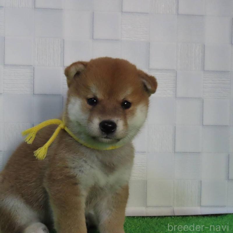 販売中の大阪府の柴犬-411034の4枚目