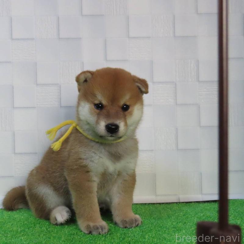 販売中の大阪府の柴犬-411034の3枚目
