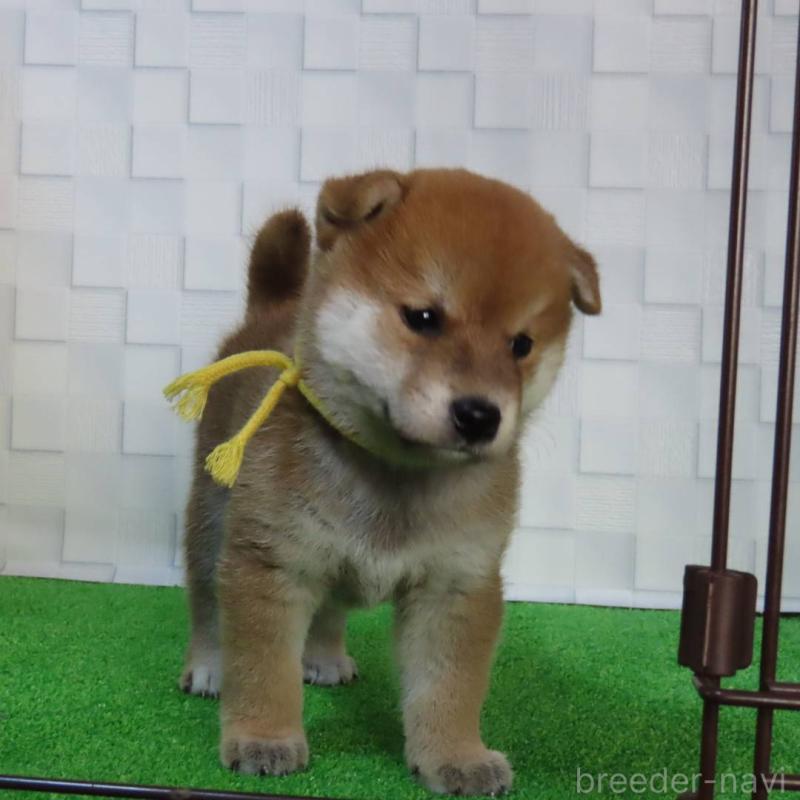 販売中の大阪府の柴犬-411034の2枚目