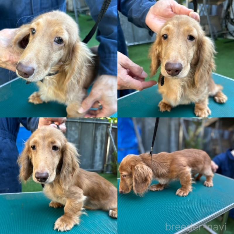 販売中の青森県のミニチュアダックスフンド(ロングヘアード)-395723の2枚目