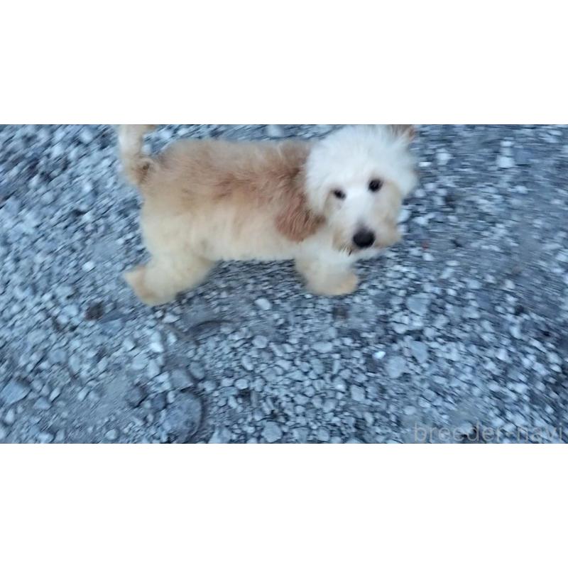 成約済の岐阜県のミックス犬-394935の2枚目