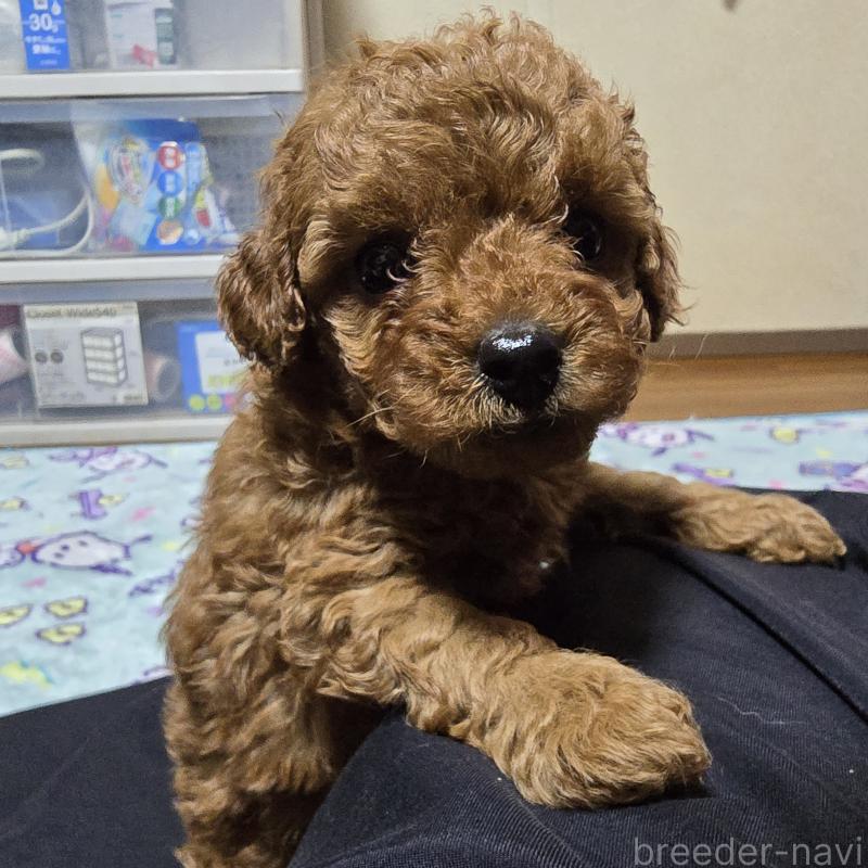 成約済の岡山県のトイプードル-406996の6枚目