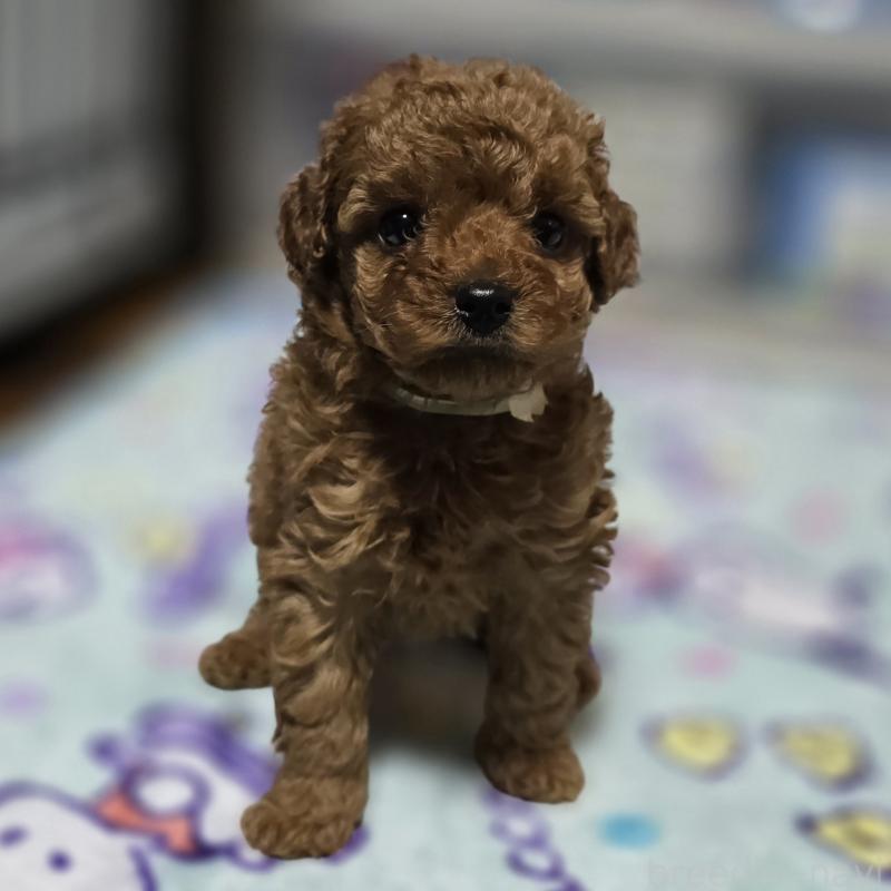 成約済の岡山県のトイプードル-406996の5枚目