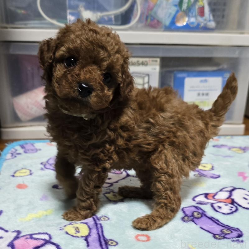 成約済の岡山県のトイプードル-406996の4枚目