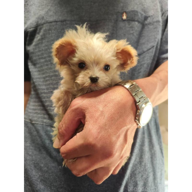販売中の静岡県のミックス犬-409245の5枚目