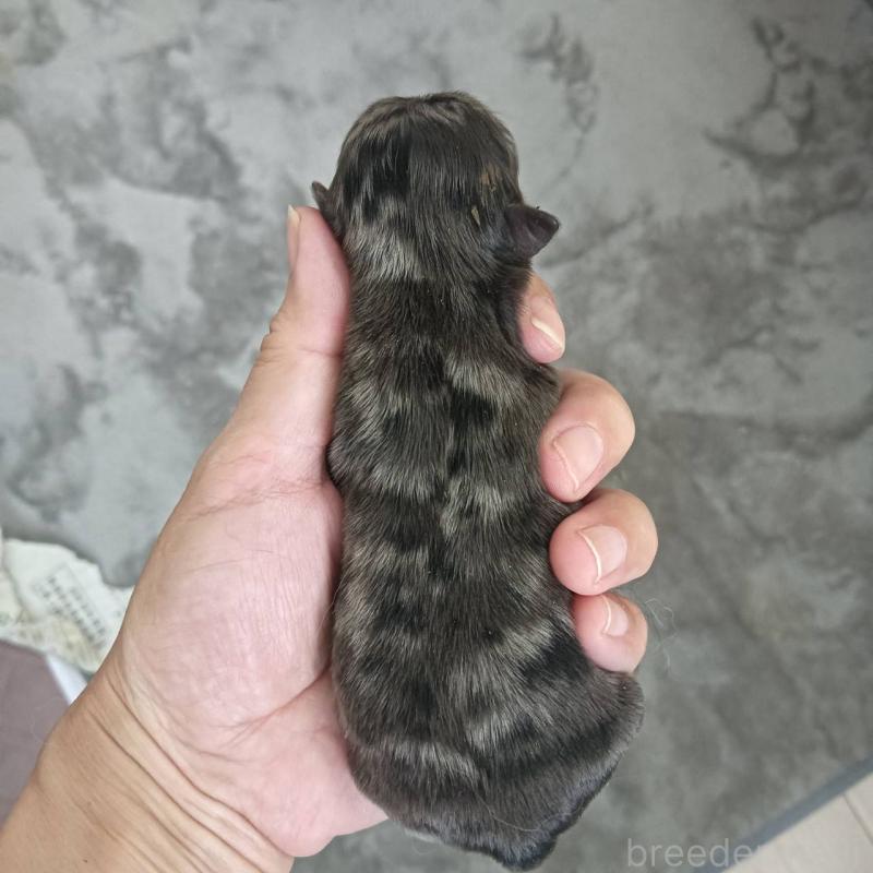 販売中の山口県のチワワ(ロングコート)-411049の1枚目