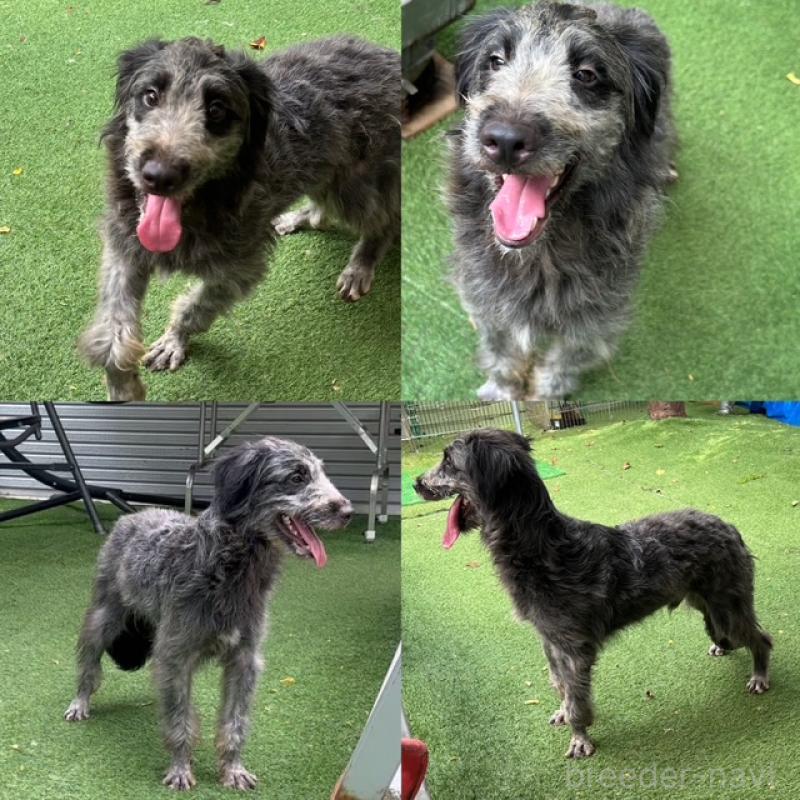 販売中の青森県のミックス犬-354979の2枚目