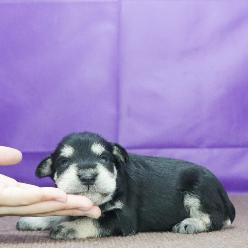 販売中の愛知県のミニチュアシュナウザー-411058の2枚目