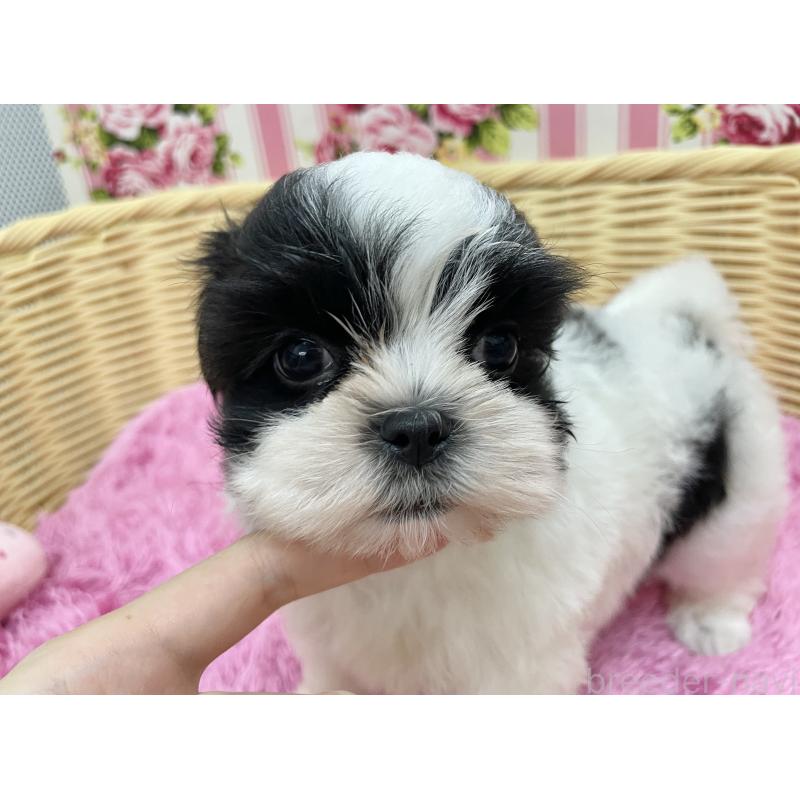 販売中の秋田県のマルシーズー:マルチーズ×シーズー-411071の7枚目