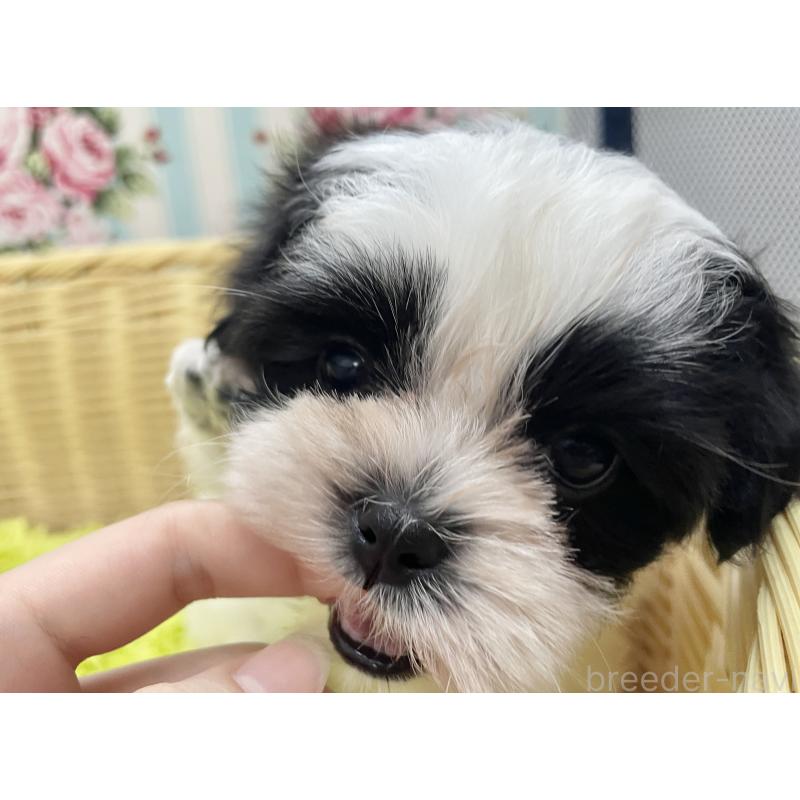 販売中の秋田県のマルシーズー:マルチーズ×シーズー-411070の15枚目