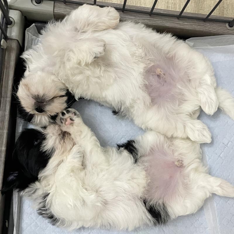販売中の秋田県のマルシーズー:マルチーズ×シーズー-411071の2枚目