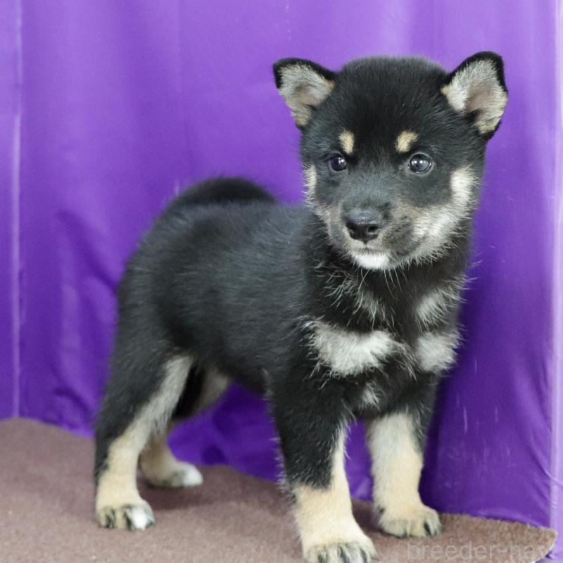 販売中の愛知県の柴犬-411065の3枚目