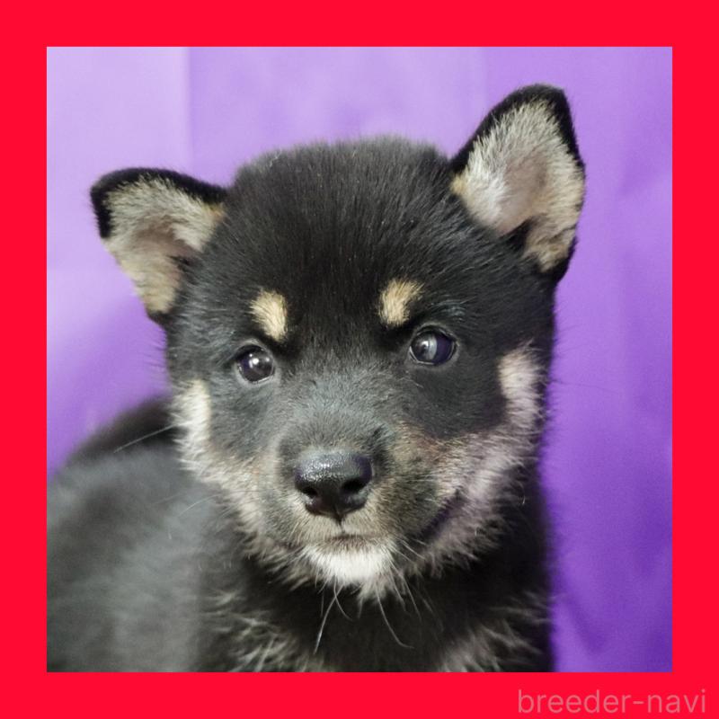 販売中の愛知県の柴犬-411065の1枚目