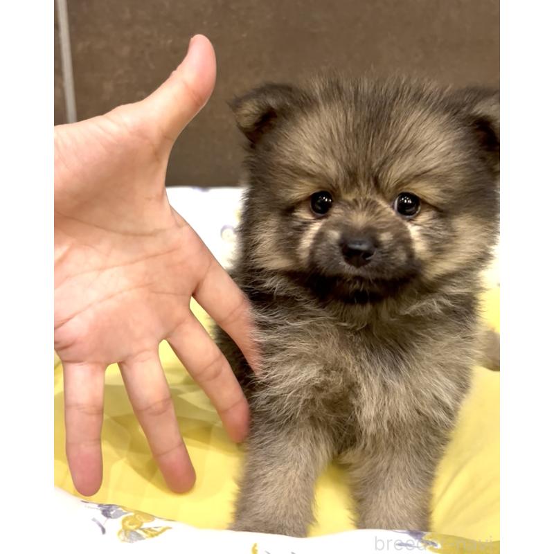 販売中の奈良県のポメラニアン-411067の1枚目