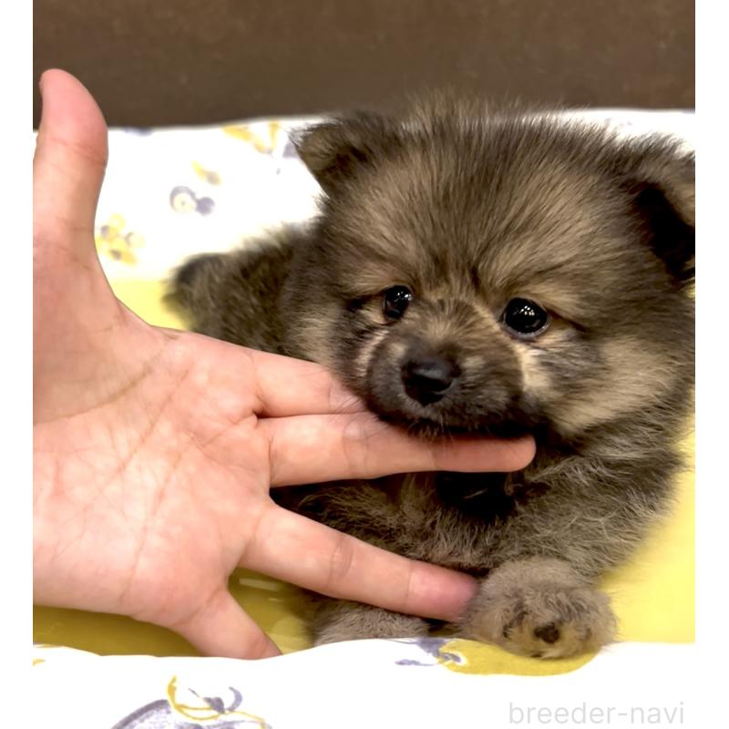 販売中の奈良県のポメラニアン-411067の7枚目