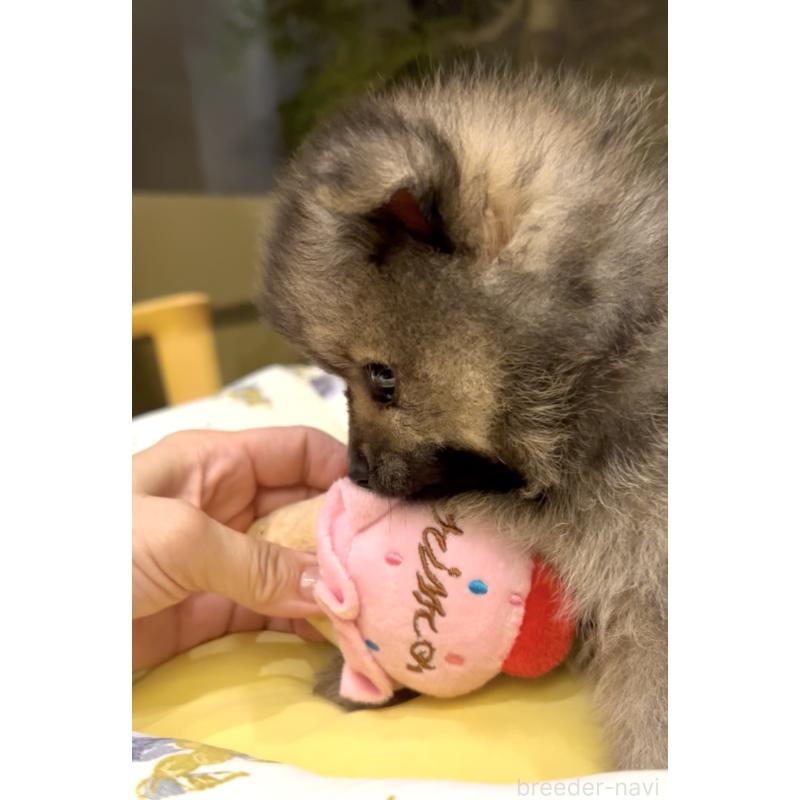 販売中の奈良県のポメラニアン-411067の5枚目