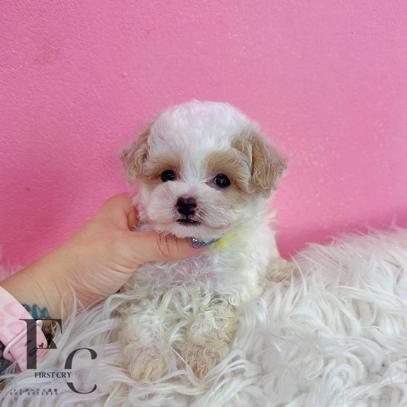 販売中の栃木県のミックス犬-410849の1枚目