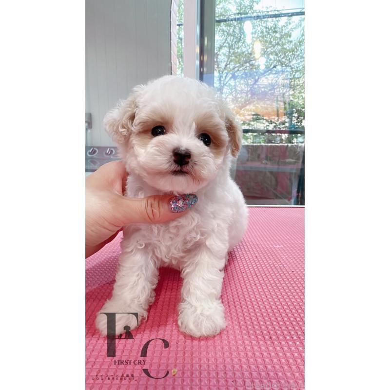 販売中の栃木県のミックス犬-410849の3枚目