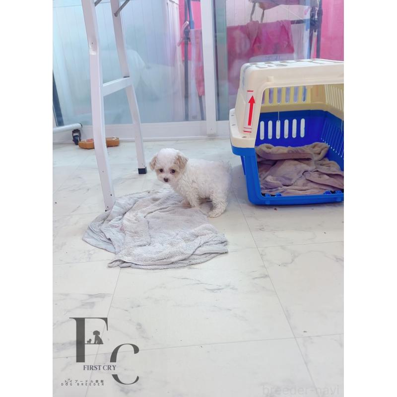 販売中の栃木県のミックス犬-410849の2枚目