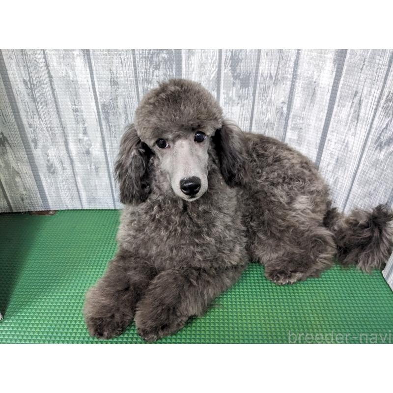 販売中の埼玉県のトイプードル-410852の7枚目