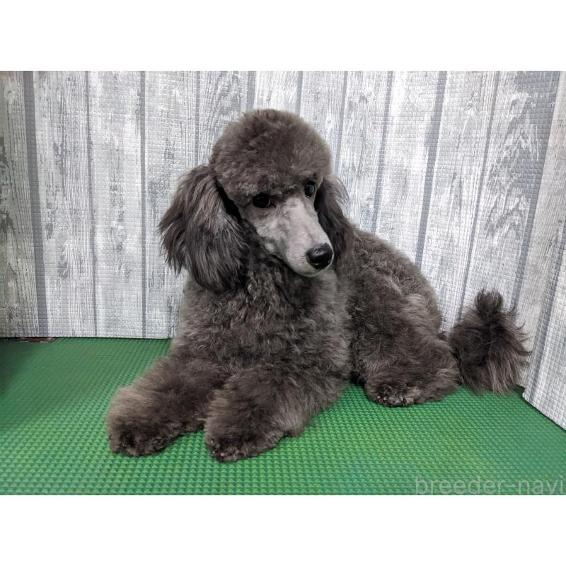 販売中の埼玉県のトイプードル-410852の6枚目