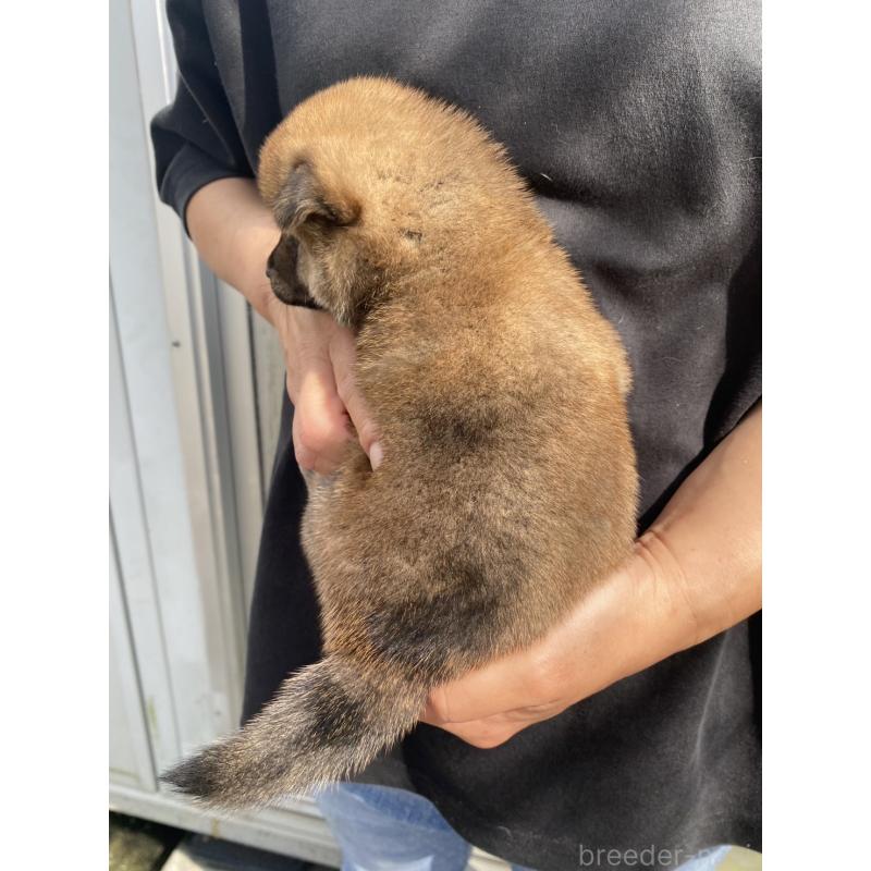 販売中の熊本県の柴犬-410854の3枚目