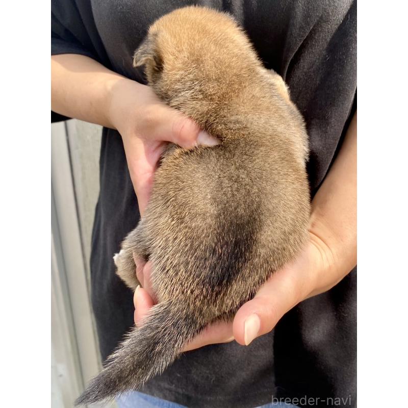 販売中の熊本県の柴犬-410856の3枚目