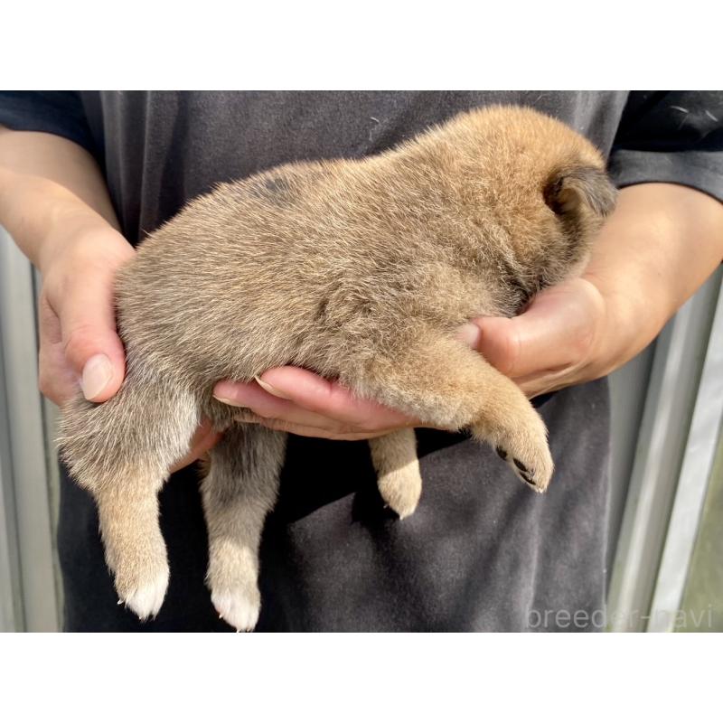 販売中の熊本県の柴犬-410856の2枚目