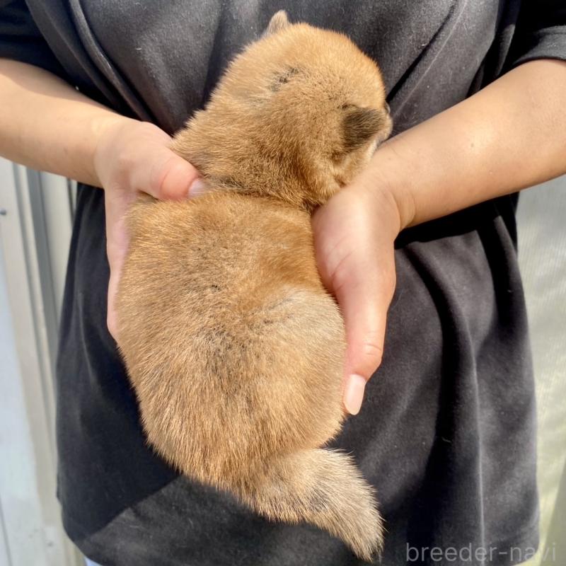 販売中の熊本県の柴犬-410857の3枚目