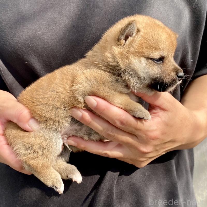 販売中の熊本県の柴犬-410857の2枚目