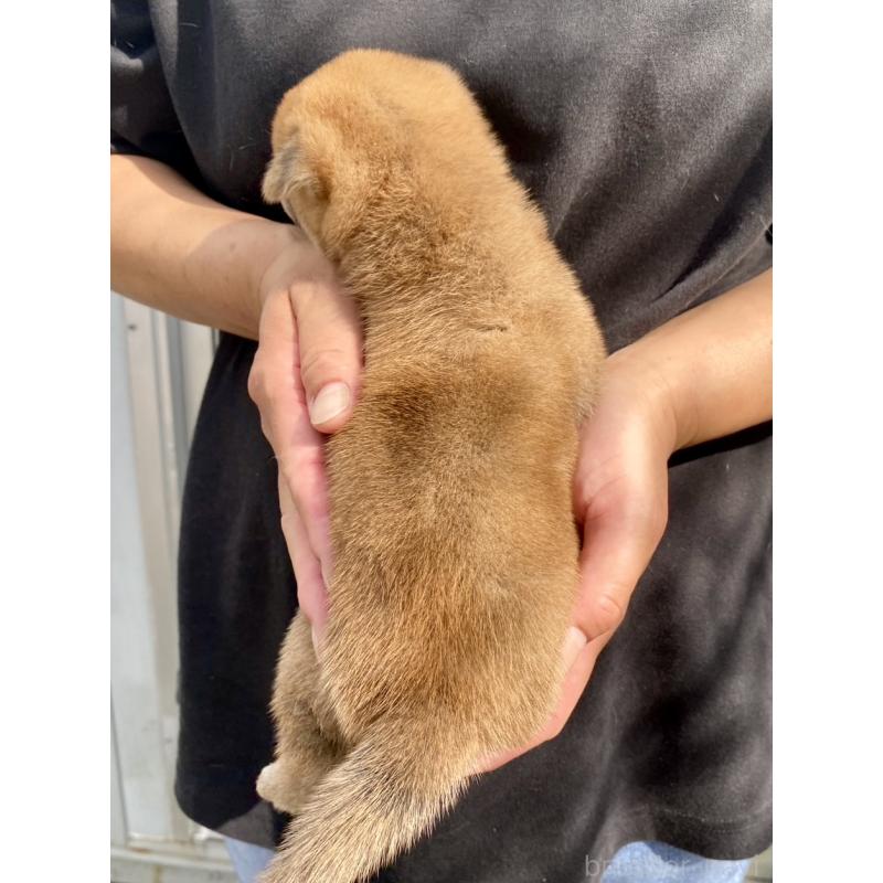 販売中の熊本県の柴犬-410858の3枚目
