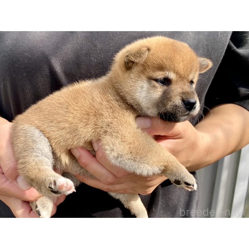 販売中の熊本県の柴犬-410858の2枚目
