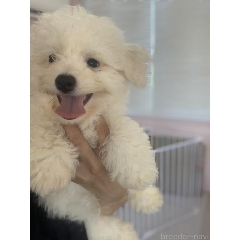 成約済の滋賀県のビションフリーゼ-397387の3枚目