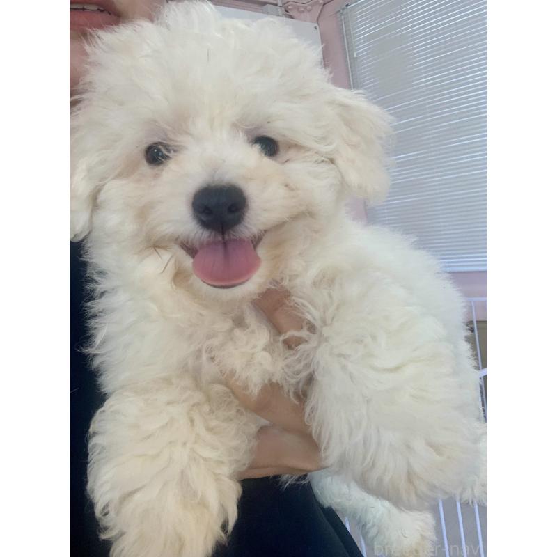 成約済の滋賀県のビションフリーゼ-397387の2枚目