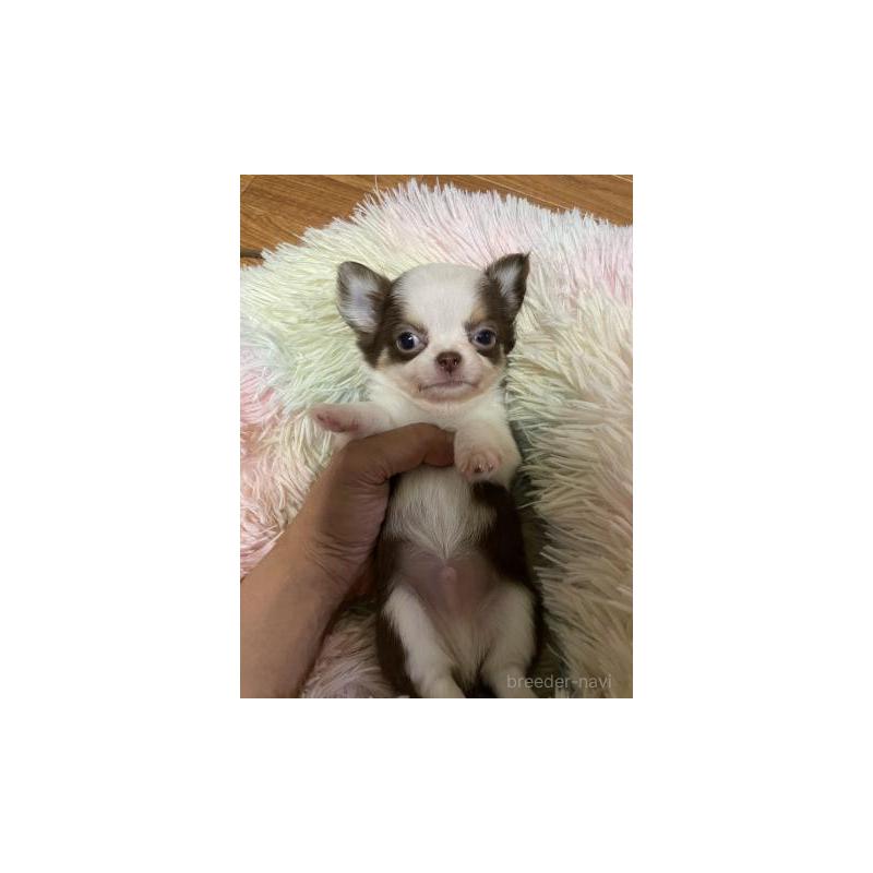 販売中の滋賀県のチワワ(ロングコート)-410860の4枚目