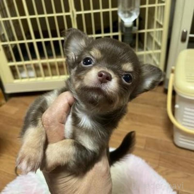 販売中の滋賀県のチワワ(ロングコート)-410861の1枚目