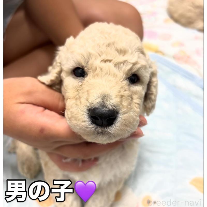販売中の千葉県のスタンダードプードル-411069の2枚目