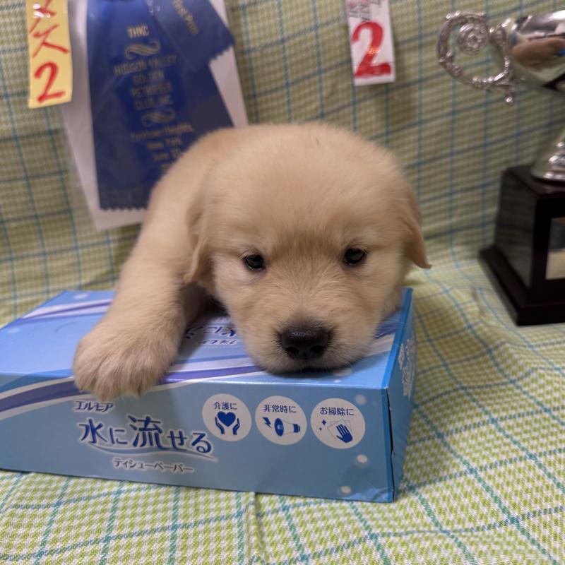 販売中の福岡県のゴールデンレトリーバー-411077の4枚目