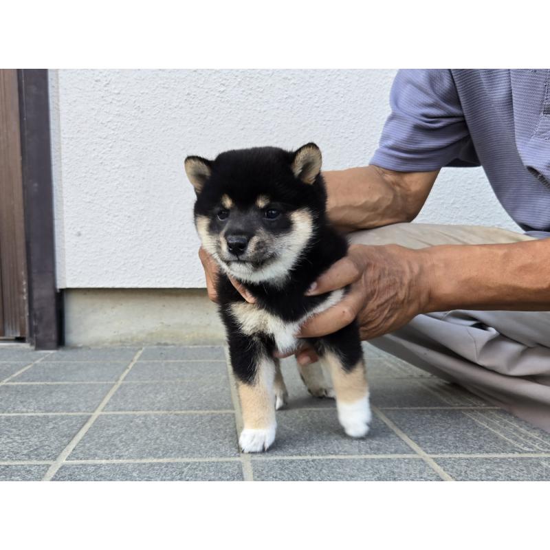 成約済の静岡県の豆柴-408076の2枚目