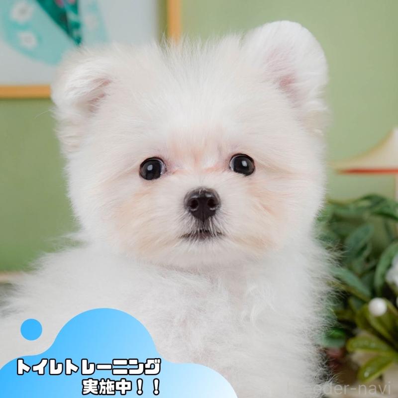 販売中の静岡県のポメマル:ポメラニアン×マルチーズ-411131