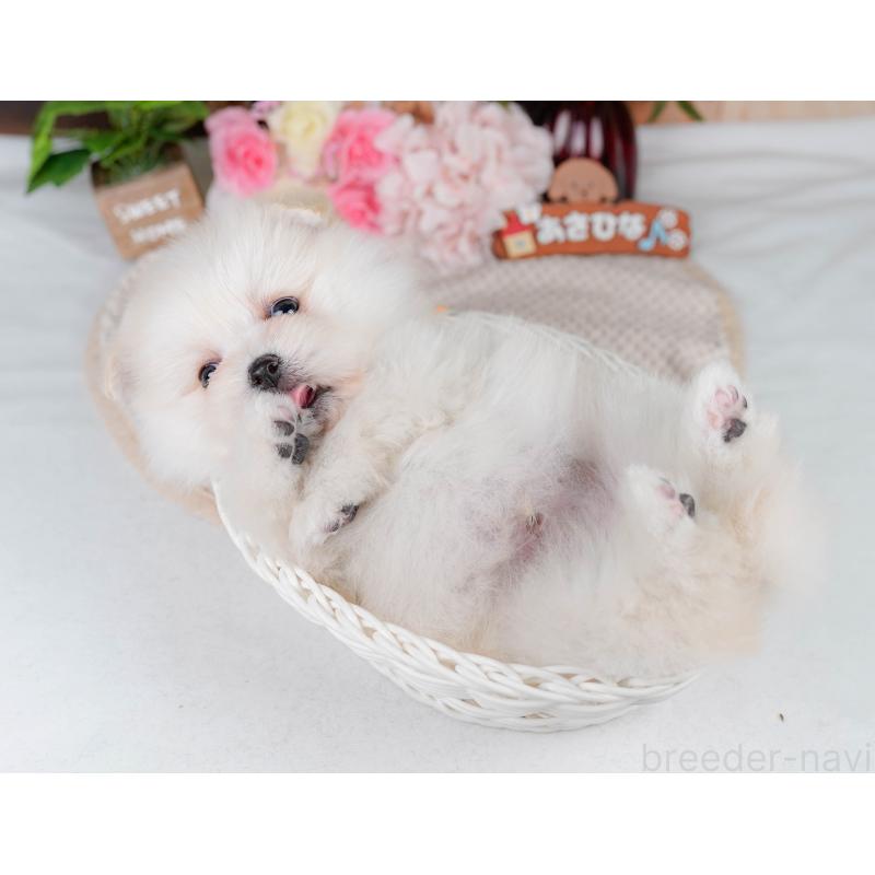 販売中の静岡県のポメマル:ポメラニアン×マルチーズ-411132の5枚目