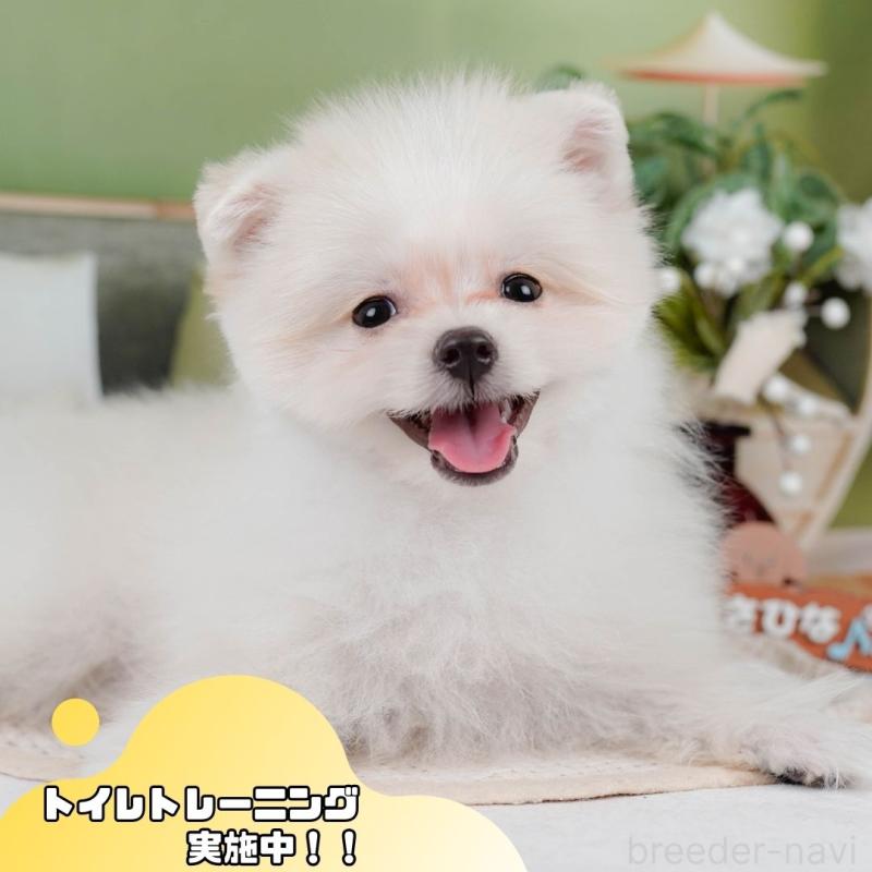 販売中の静岡県のポメマル:ポメラニアン×マルチーズ-411132の1枚目