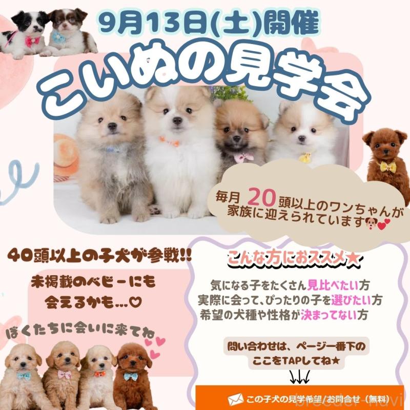 成約済の神奈川県のタイニープードル-411134の5枚目