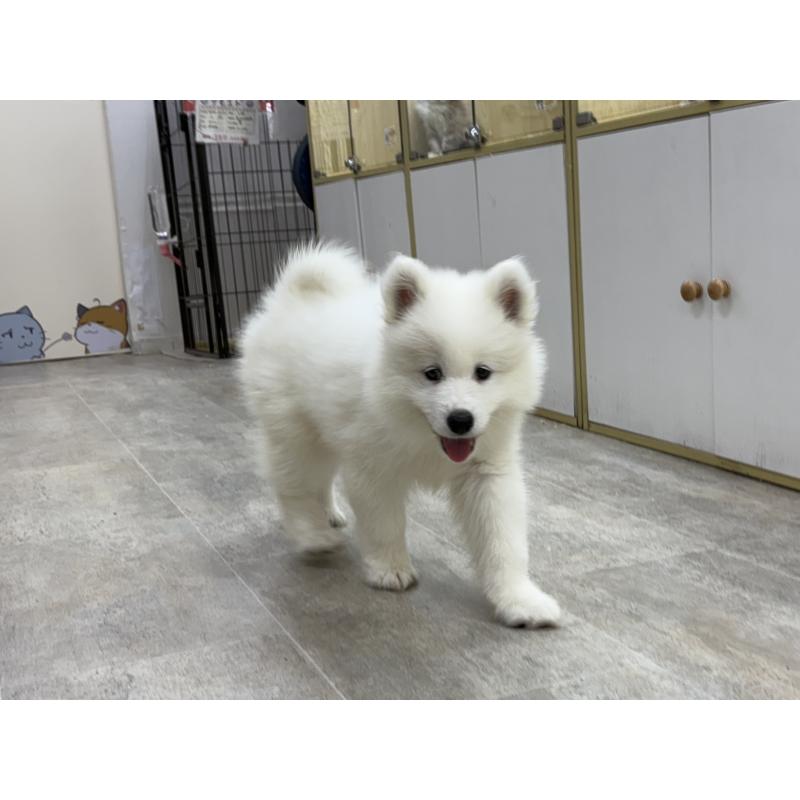販売中の東京都のサモエド-406021の3枚目
