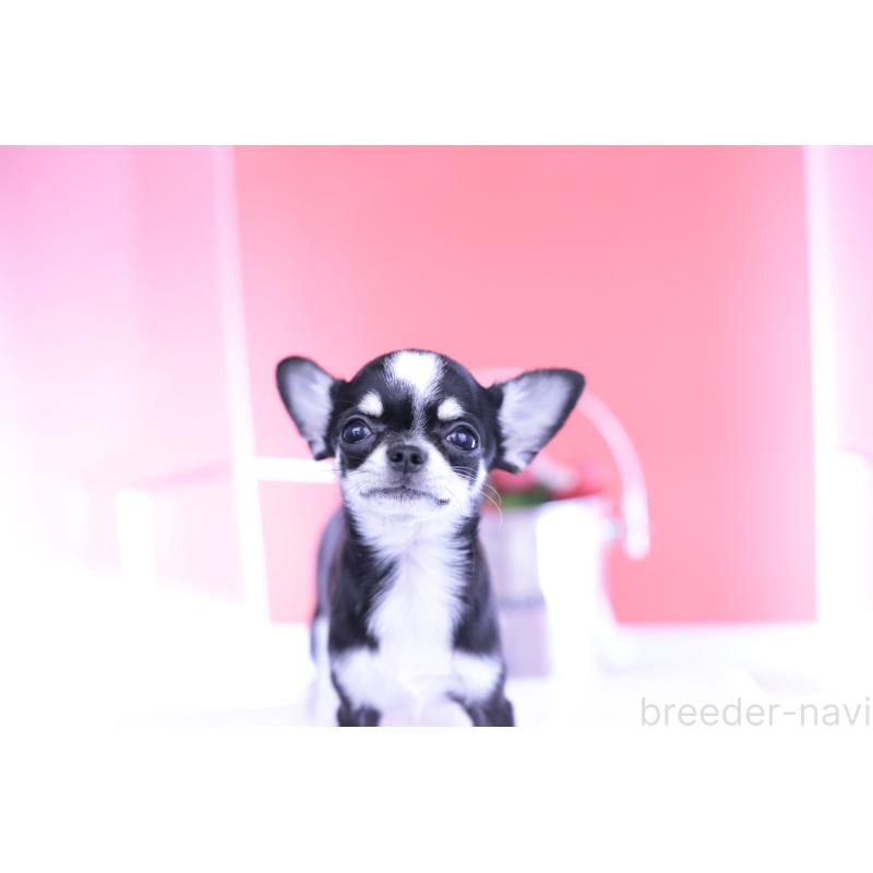 成約済の愛知県のチワワ(スムースコート)-396455の14枚目